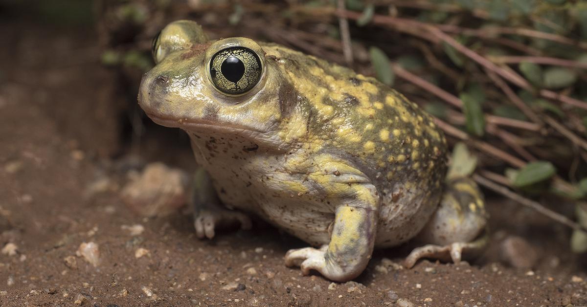 Captivating shot of the Spadefoot Toad, or Katak Spadefoot in Bahasa Indonesia.