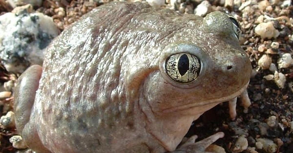 Captivating view of the Spadefoot Toad, known in Bahasa Indonesia as Katak Spadefoot.