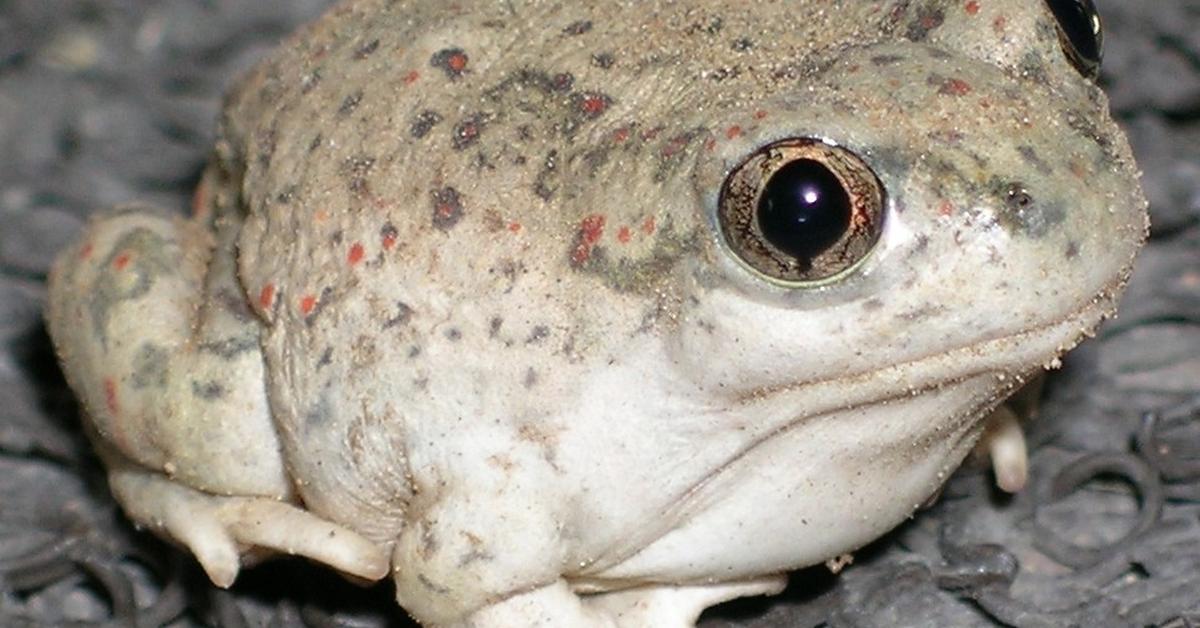 Distinctive Spadefoot Toad, in Indonesia known as Katak Spadefoot, captured in this image.