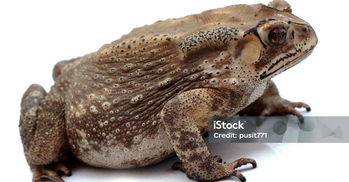 Graceful Spadefoot Toad, a creature with the scientific name Mesobatrachia.