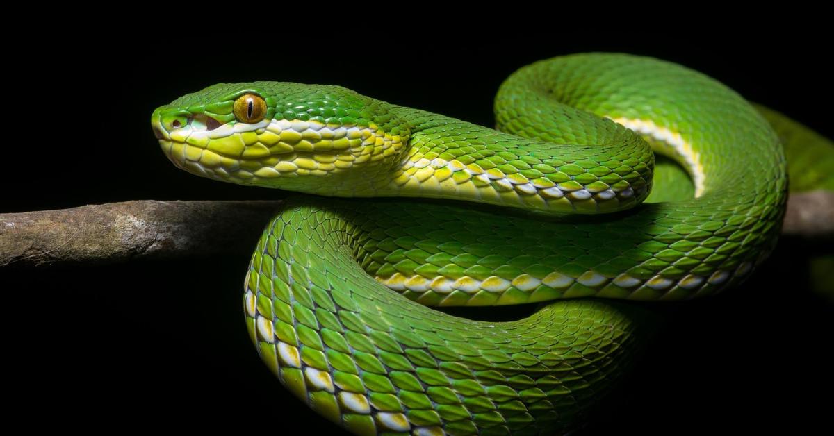 Captivating presence of the Snake, a species called Serpentes.