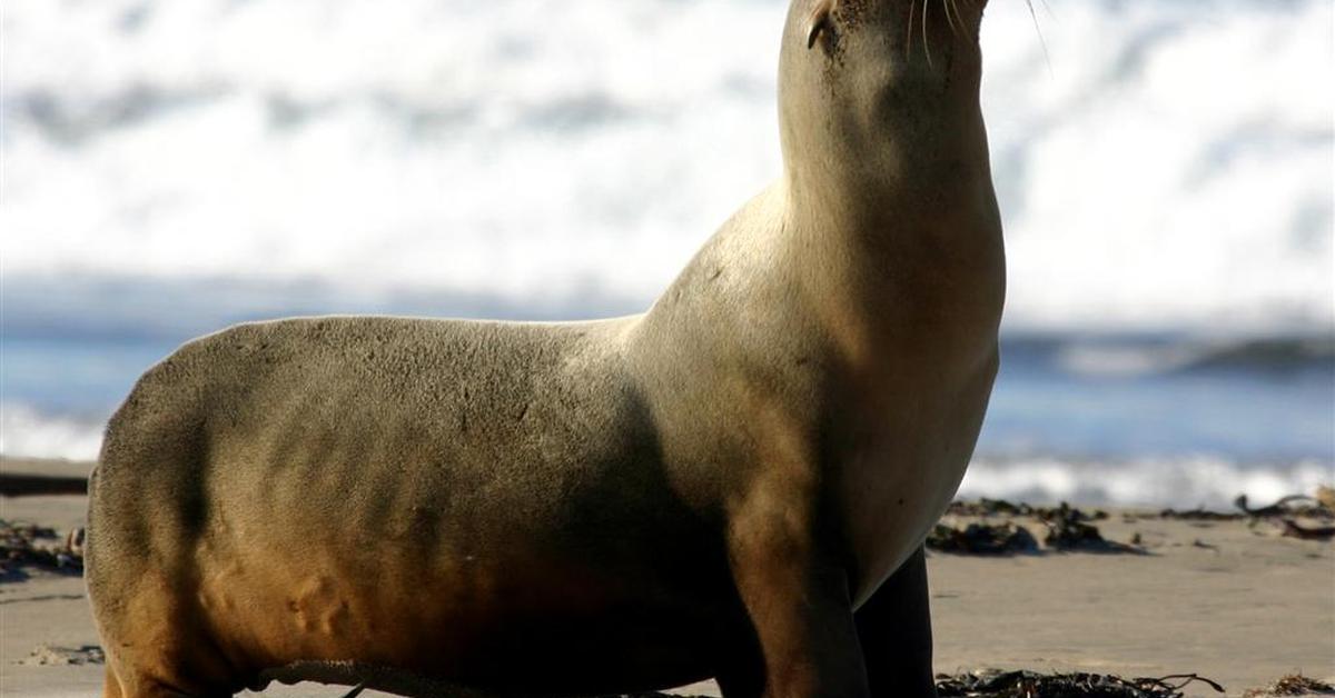 Photographic depiction of the unique Sea Lion, locally called Singa Laut.