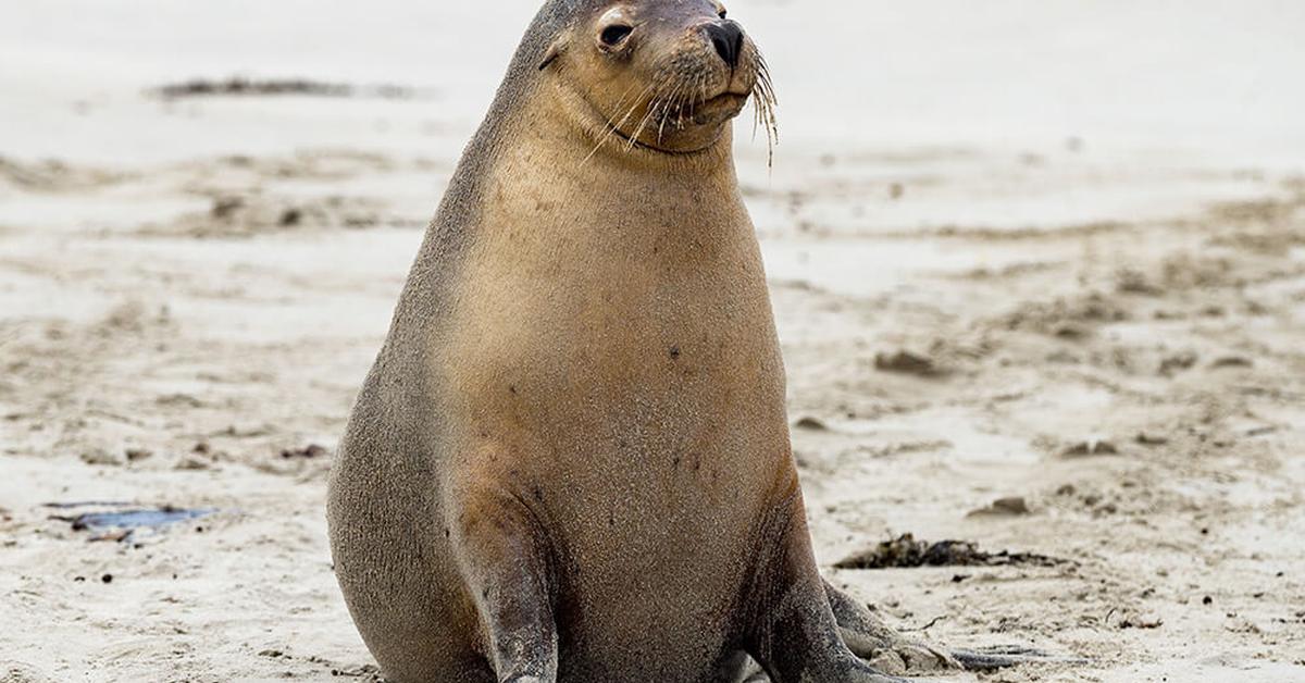 The Sea Lion, a beautiful species also known as Singa Laut in Bahasa Indonesia.