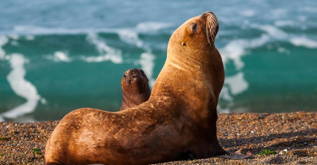 Splendid image of the Sea Lion, with the scientific name Otariidae.