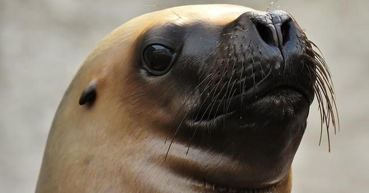 Exquisite image of Sea Lion, in Indonesia known as Singa Laut.