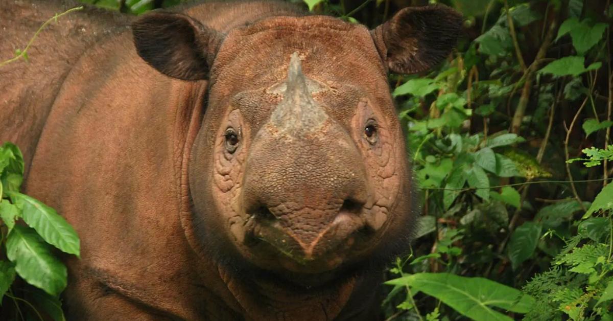 The elegant Sumatran Rhinoceros (Dicerorhinus Sumatrensis), a marvel of nature.