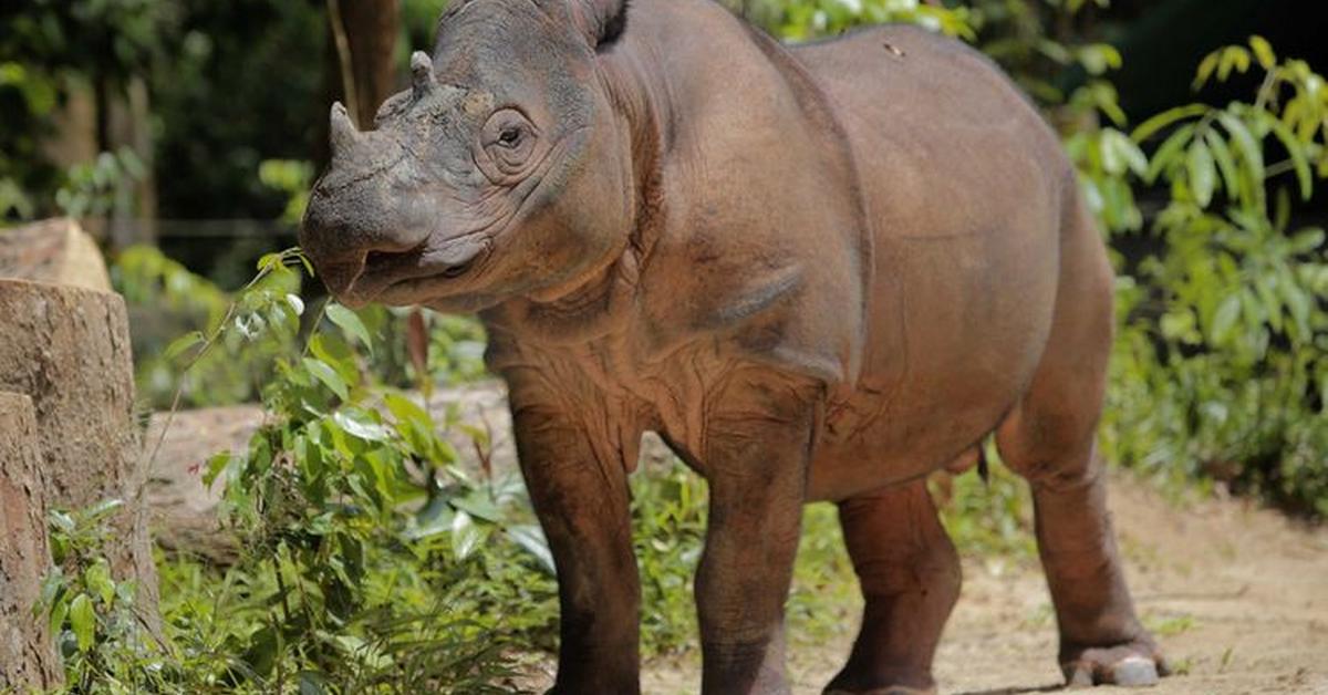 Elegant Sumatran Rhinoceros in its natural habitat, called Badak Sumatera in Indonesia.