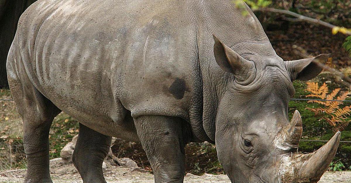 Captured beauty of the Sumatran Rhinoceros, or Dicerorhinus Sumatrensis in the scientific world.