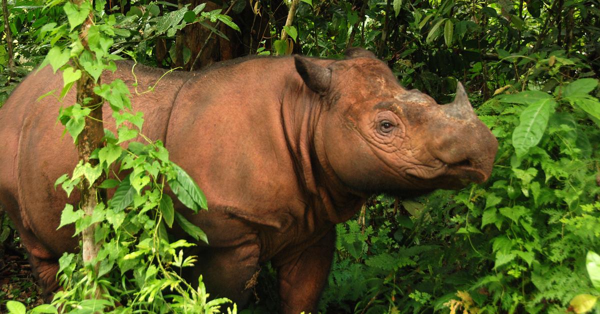 Engaging shot of the Sumatran Rhinoceros, recognized in Indonesia as Badak Sumatera.