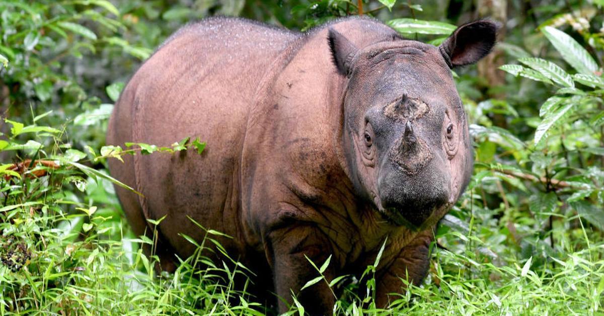 Enchanting Sumatran Rhinoceros, a species scientifically known as Dicerorhinus Sumatrensis.