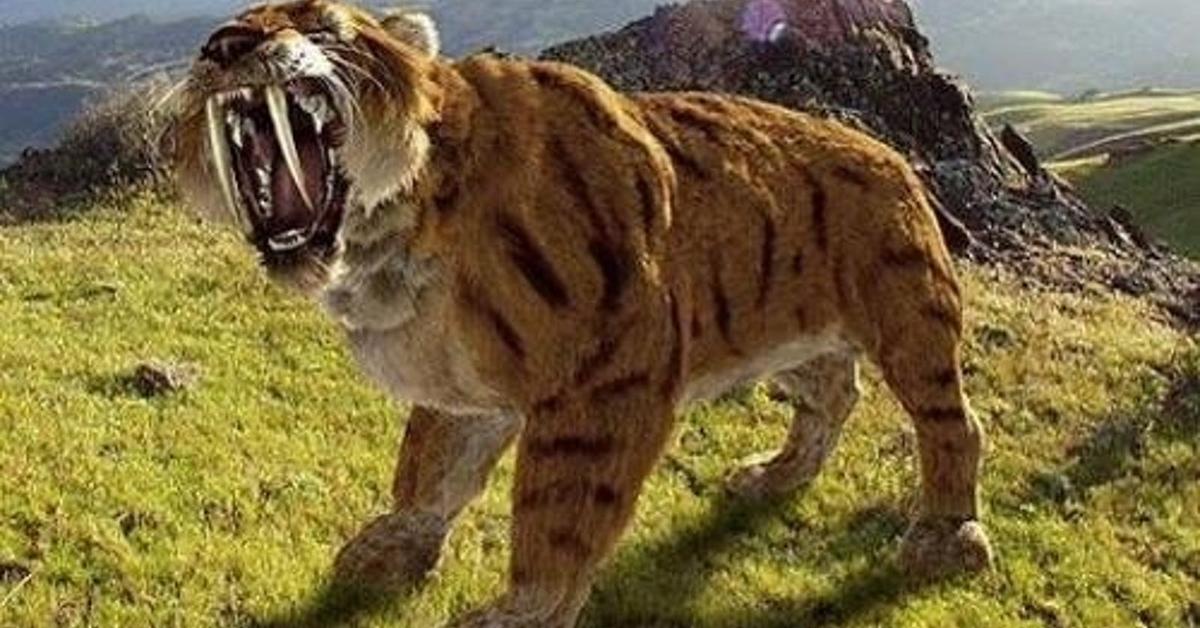 Striking appearance of the Saber-Toothed Tiger, known in scientific circles as Smilodon populator.