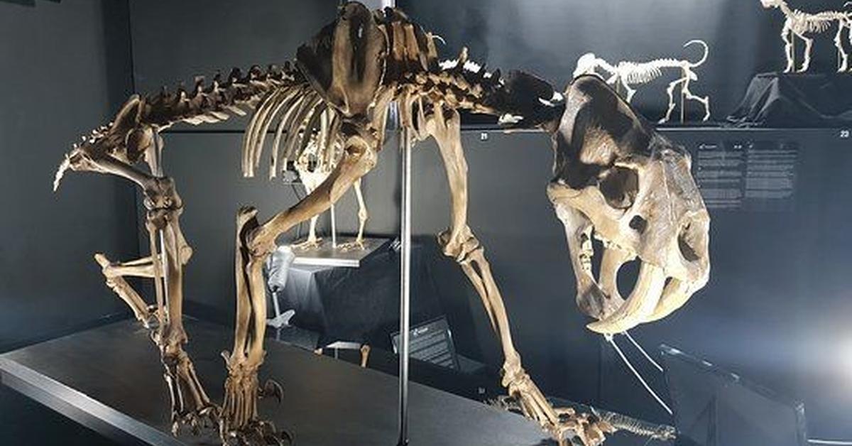 Graceful Saber-Toothed Tiger, a creature with the scientific name Smilodon populator.