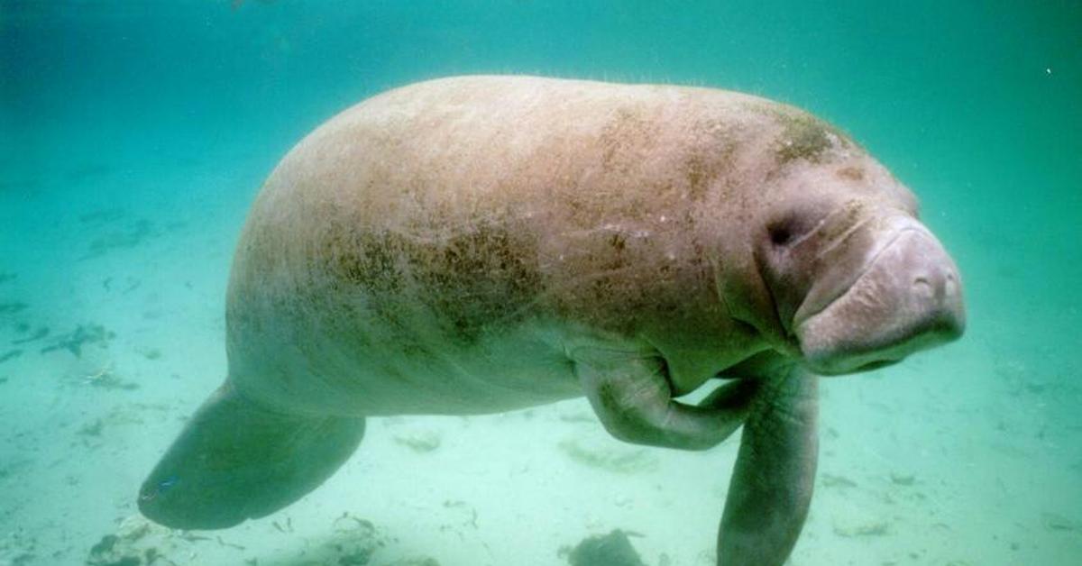 Vivid image of the Stellers Sea Cow, or Sapi Laut Stellers in Indonesian context.