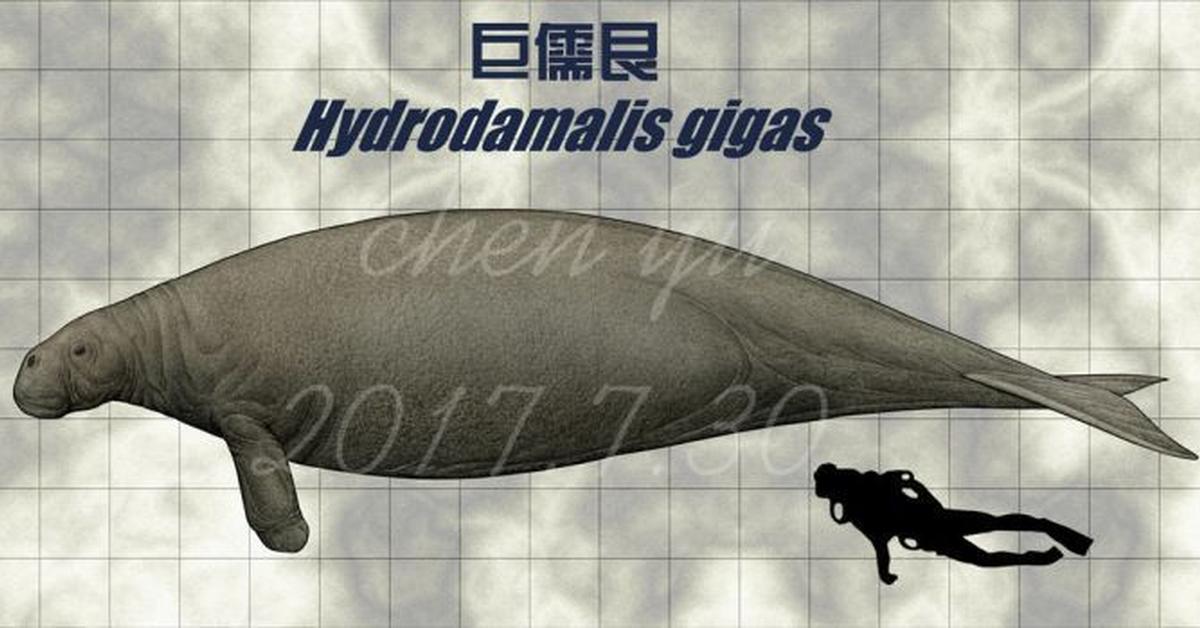 Striking appearance of the Stellers Sea Cow, known in scientific circles as Hydrodamalis Gigas.