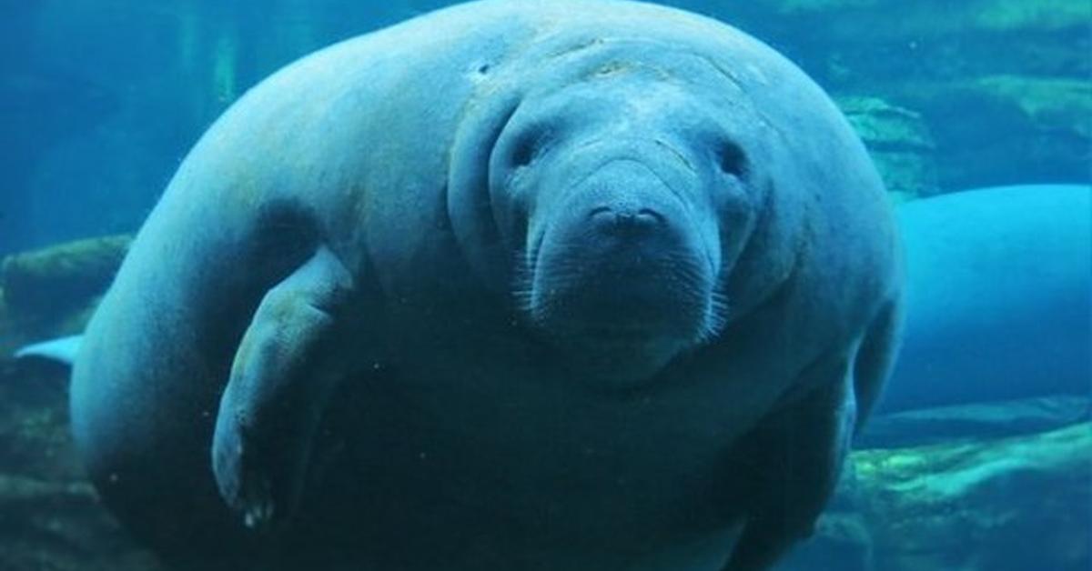 Portrait of a Stellers Sea Cow, a creature known scientifically as Hydrodamalis Gigas.