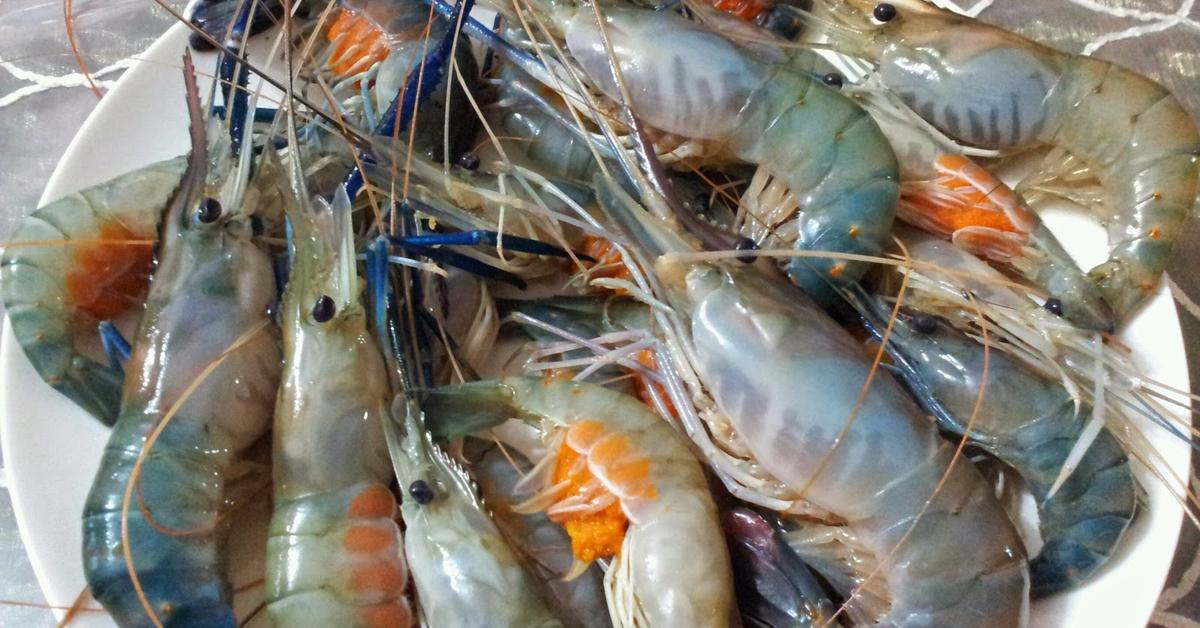 Elegant Shrimp in its natural habitat, called Udang in Indonesia.