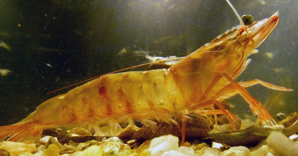 Detailed shot of the Shrimp, or Caridea, in its natural setting.