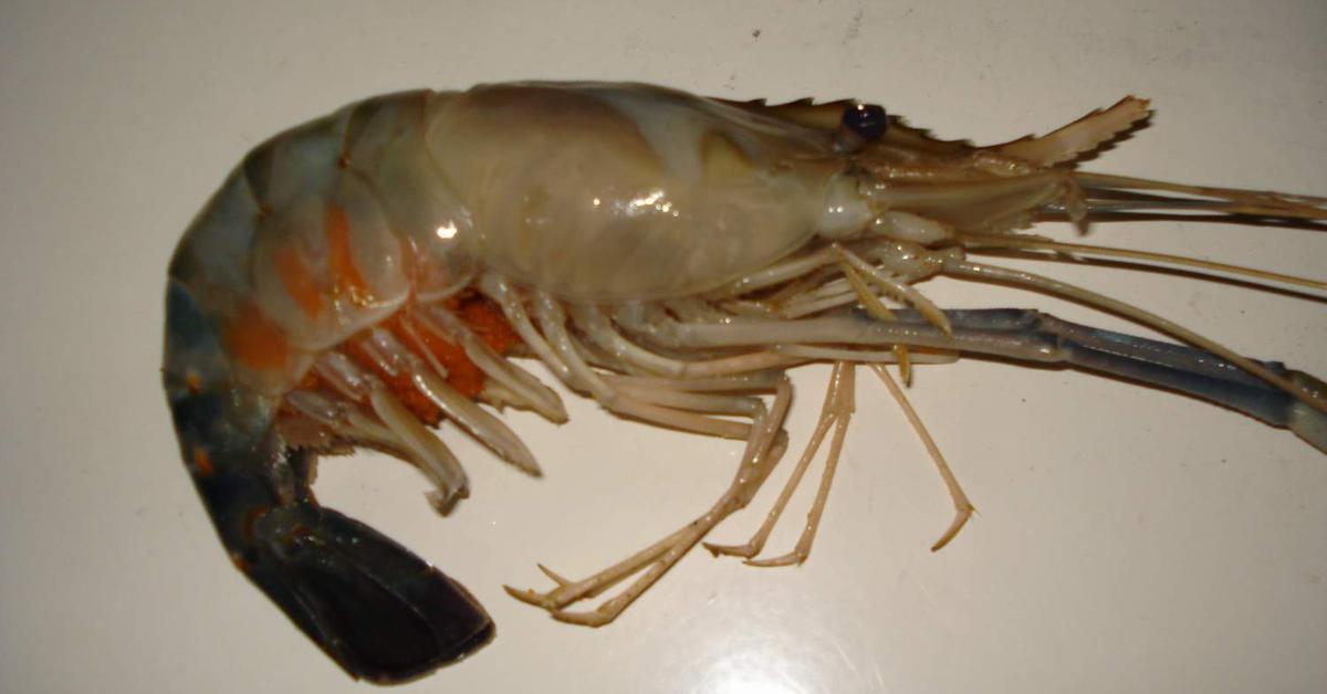 Stunning image of the Shrimp (Caridea), a wonder in the animal kingdom.