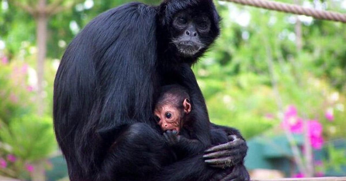 Portrait of a Spider Monkey, a creature known scientifically as Simia Paniscus.