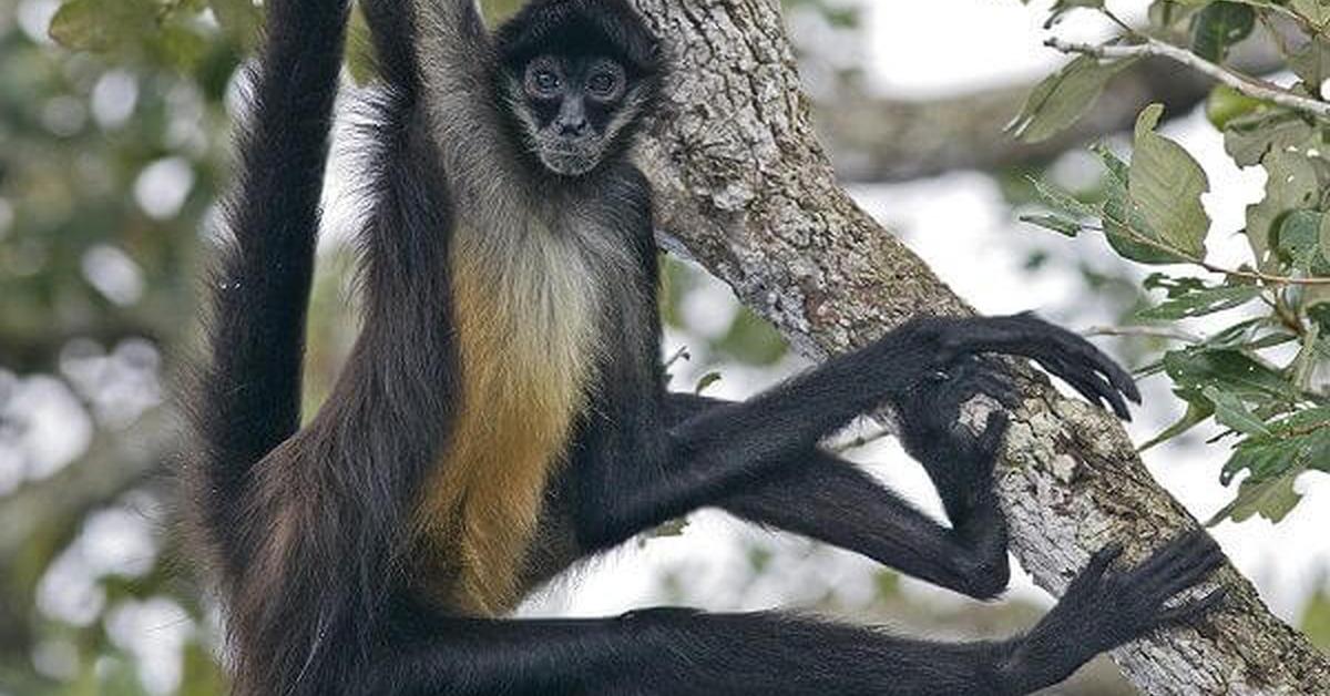 Charming view of the Spider Monkey, in Indonesia referred to as Monyet Laba-Laba.