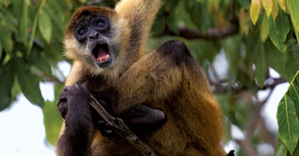 The Spider Monkey, a species known as Simia Paniscus, in its natural splendor.