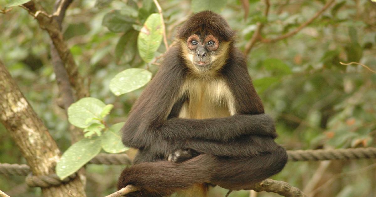 Captivating shot of the Spider Monkey, or Monyet Laba-Laba in Bahasa Indonesia.