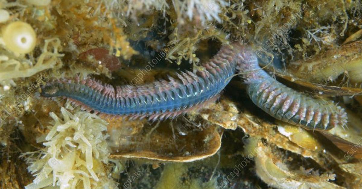 Exquisite image of Sandworm, in Indonesia known as Cacing Pasir.