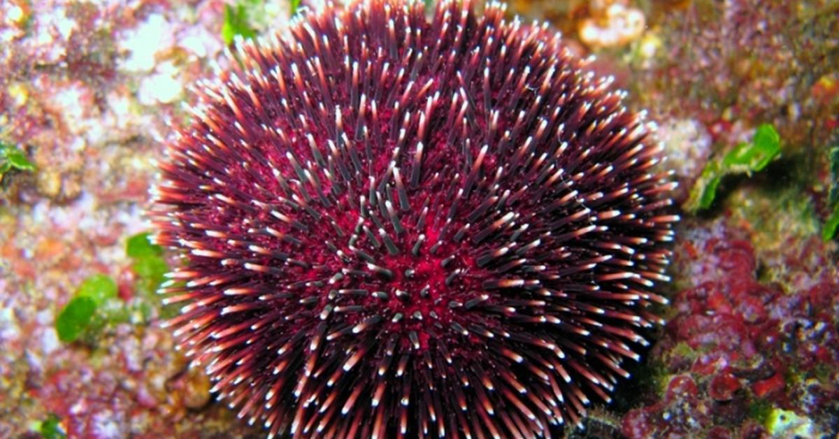 Splendid image of the Sea Urchin, with the scientific name Echinoidea.