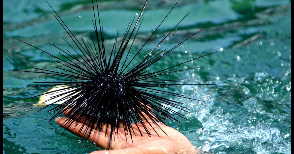 Picture of Sea Urchin, known in Indonesia as Bulu Babi Laut.