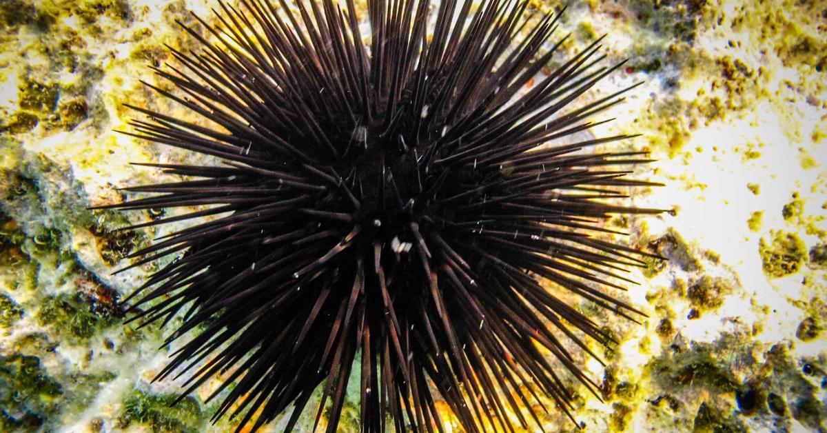 Charming view of the Sea Urchin, in Indonesia referred to as Bulu Babi Laut.