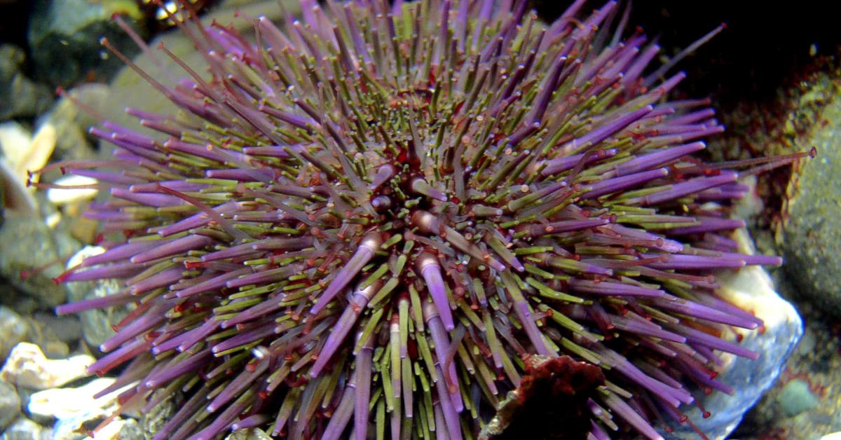 Graceful Sea Urchin, a creature with the scientific name Echinoidea.