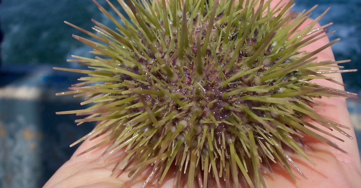 Photogenic Sea Urchin, scientifically referred to as Echinoidea.