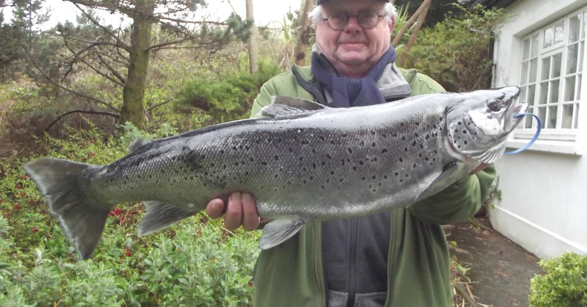 Stunning image of the Sea Trout (Salmo trutta morpha trutta), a wonder in the animal kingdom.