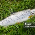 Elegant portrayal of the Sea Trout, also known as Salmo trutta morpha trutta.