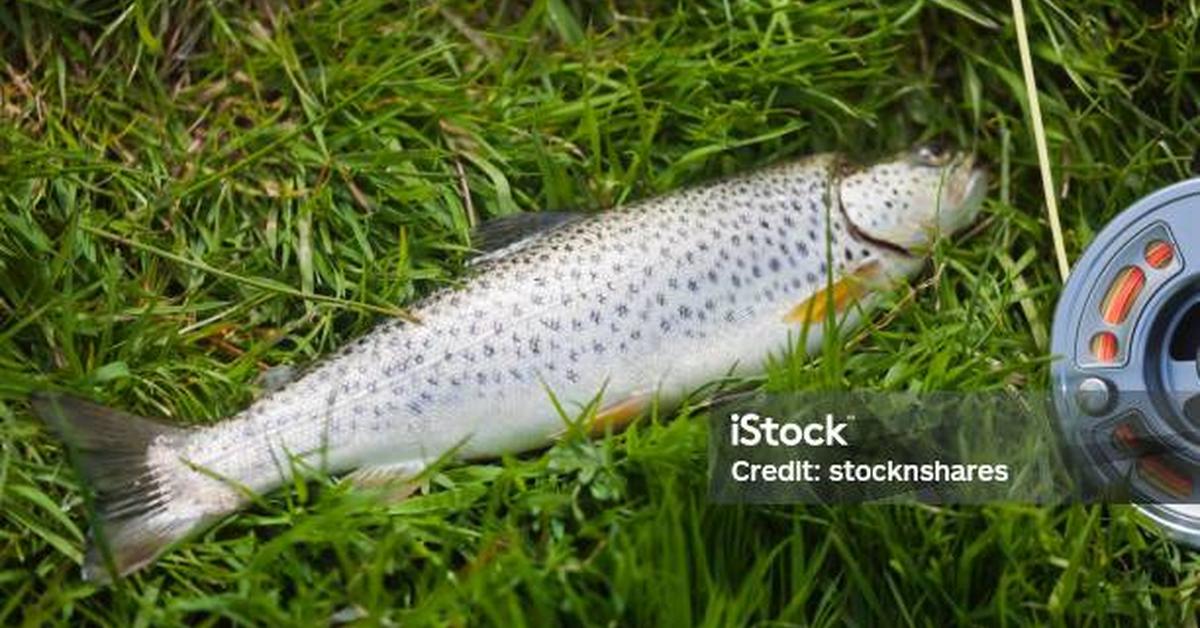 Snapshot of the intriguing Sea Trout, scientifically named Salmo trutta morpha trutta.