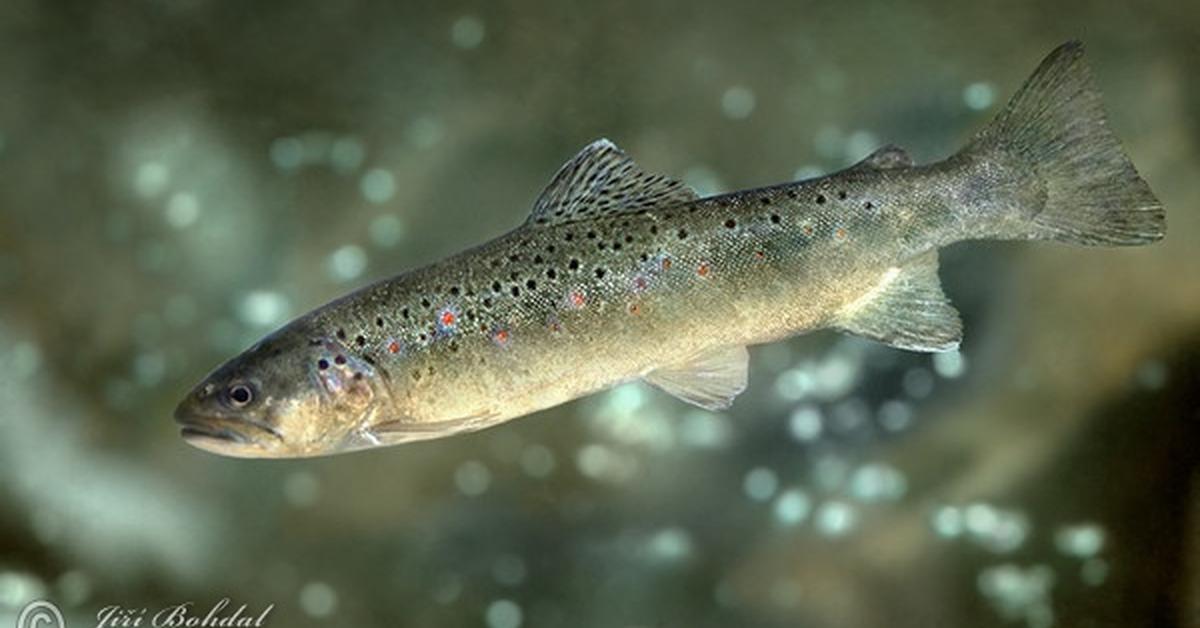 Iconic view of the Sea Trout, or Salmo trutta morpha trutta, in its habitat.