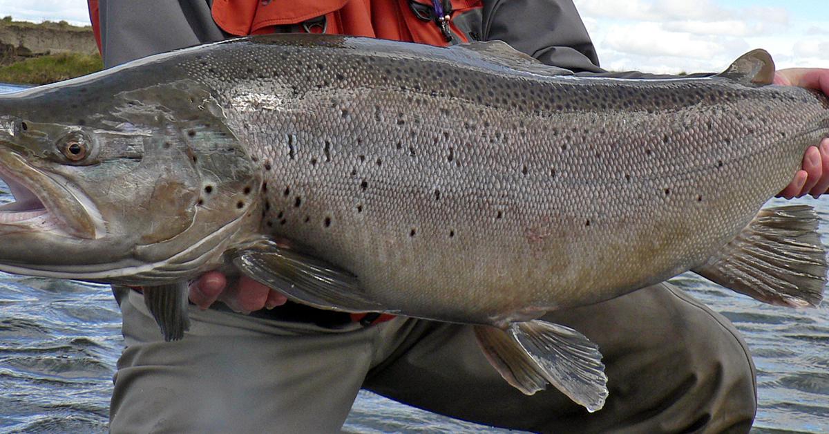 Elegant Sea Trout in its natural habitat, called Trout Laut in Indonesia.