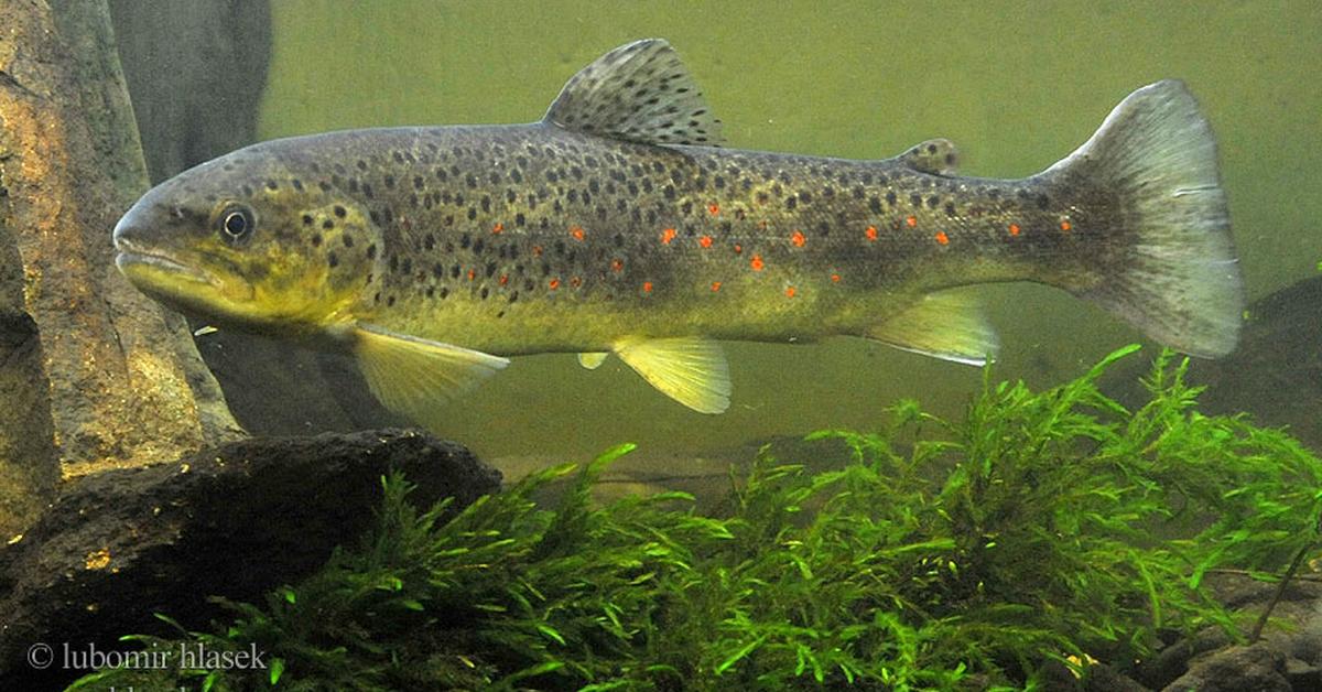 Engaging shot of the Sea Trout, recognized in Indonesia as Trout Laut.