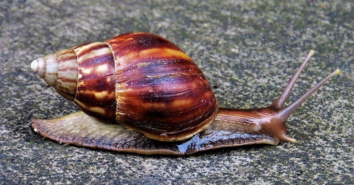 The Snail, an example of Achatinoidea, in its natural environment.