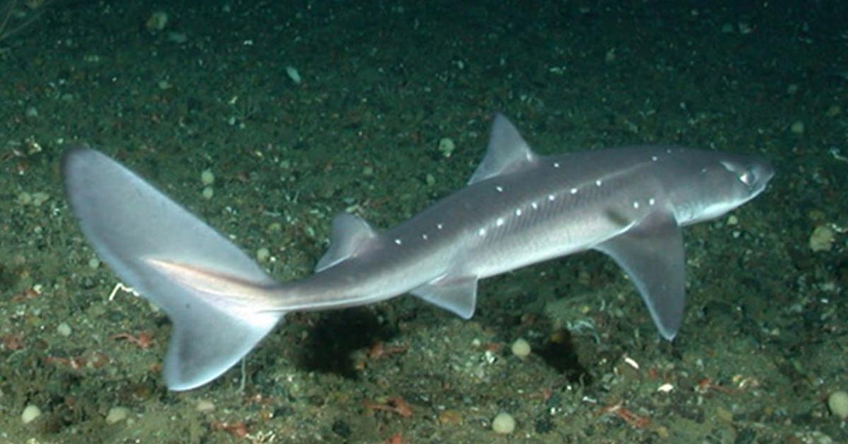 The elegant Spiny Dogfish (Squalus acanthias), a marvel of nature.