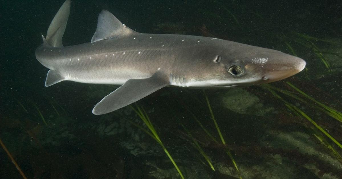 Enchanting Spiny Dogfish, a species scientifically known as Squalus acanthias.