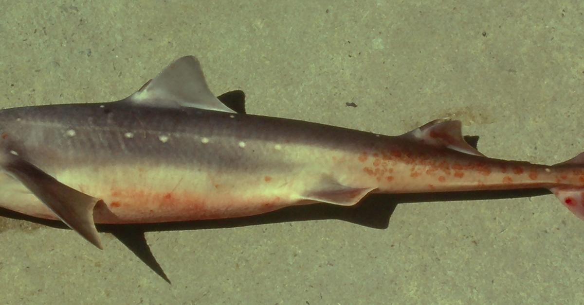 Captured beauty of the Spiny Dogfish, or Squalus acanthias in the scientific world.