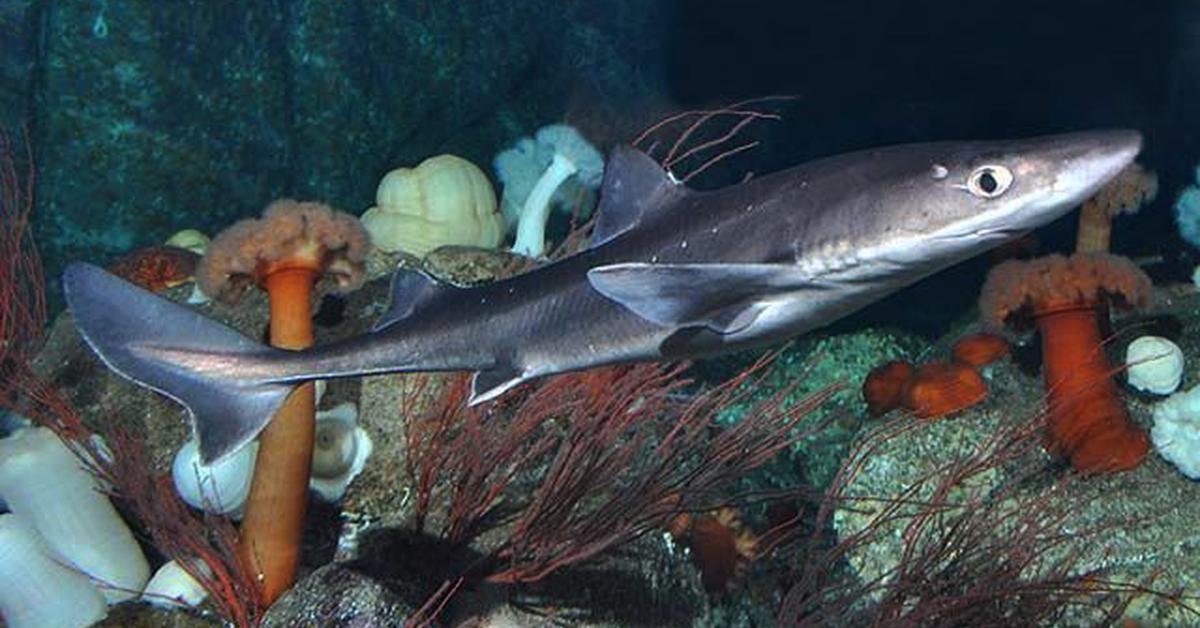 The Spiny Dogfish, an example of Squalus acanthias, in its natural environment.