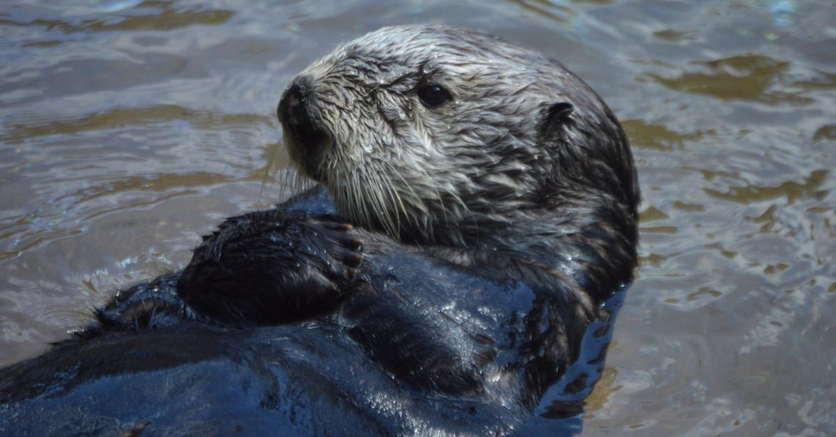 Captured moment of the Sea Otter, in Indonesia known as Berang-Berang Laut.