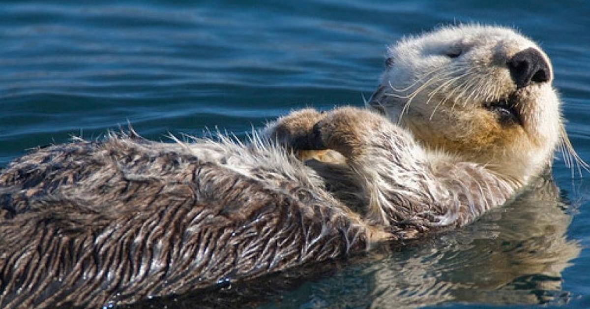 Charming view of the Sea Otter, in Indonesia referred to as Berang-Berang Laut.