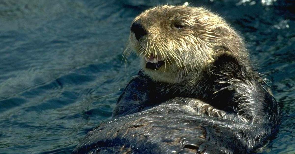 Engaging shot of the Sea Otter, recognized in Indonesia as Berang-Berang Laut.