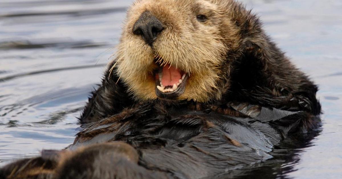 Captivating view of the Sea Otter, known in Bahasa Indonesia as Berang-Berang Laut.