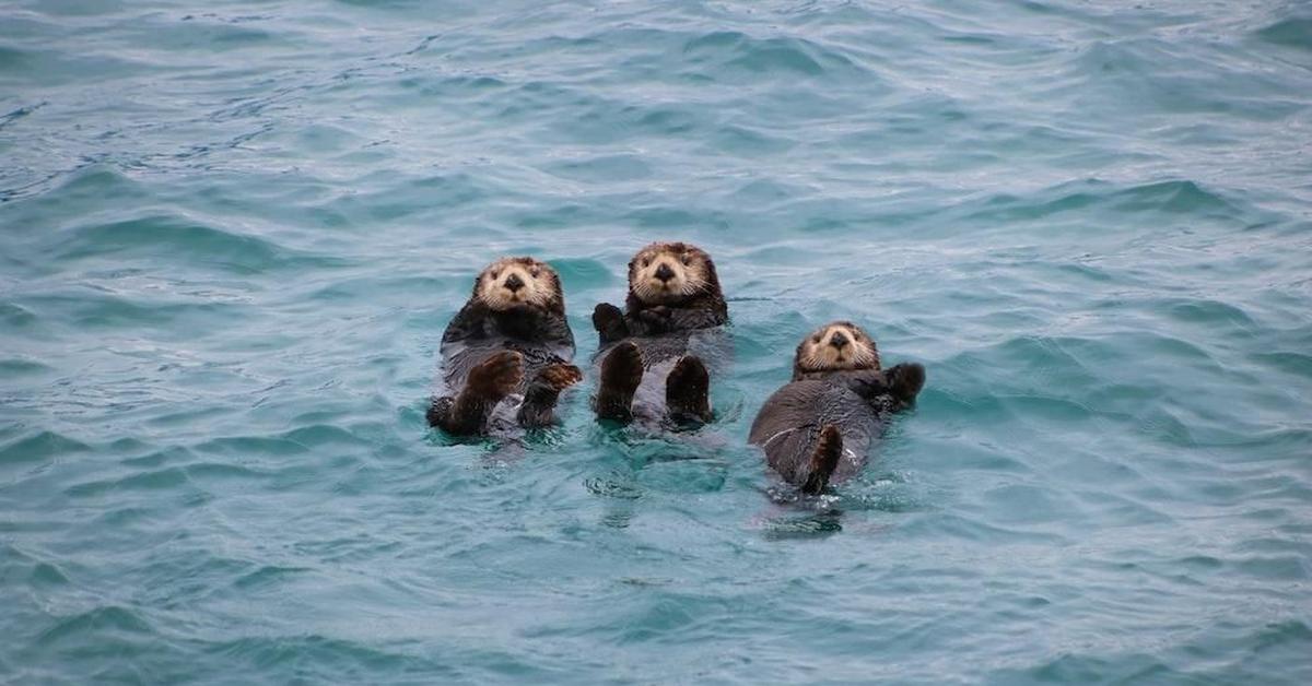 Engaging shot of the Sea Otter, recognized in Indonesia as Berang-Berang Laut.