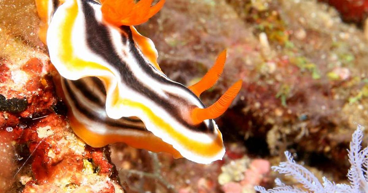 The fascinating Sea Slug, scientifically known as Nudibranchia.