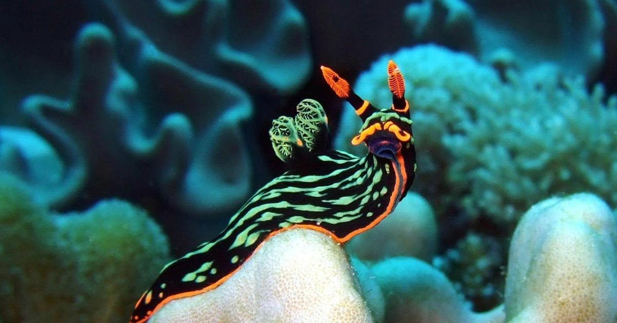 Captured beauty of the Sea Slug, or Nudibranchia in the scientific world.